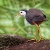 Chrastal beloprsy - Amaurornis phoenicurus - White-breasted Waterhen o2633